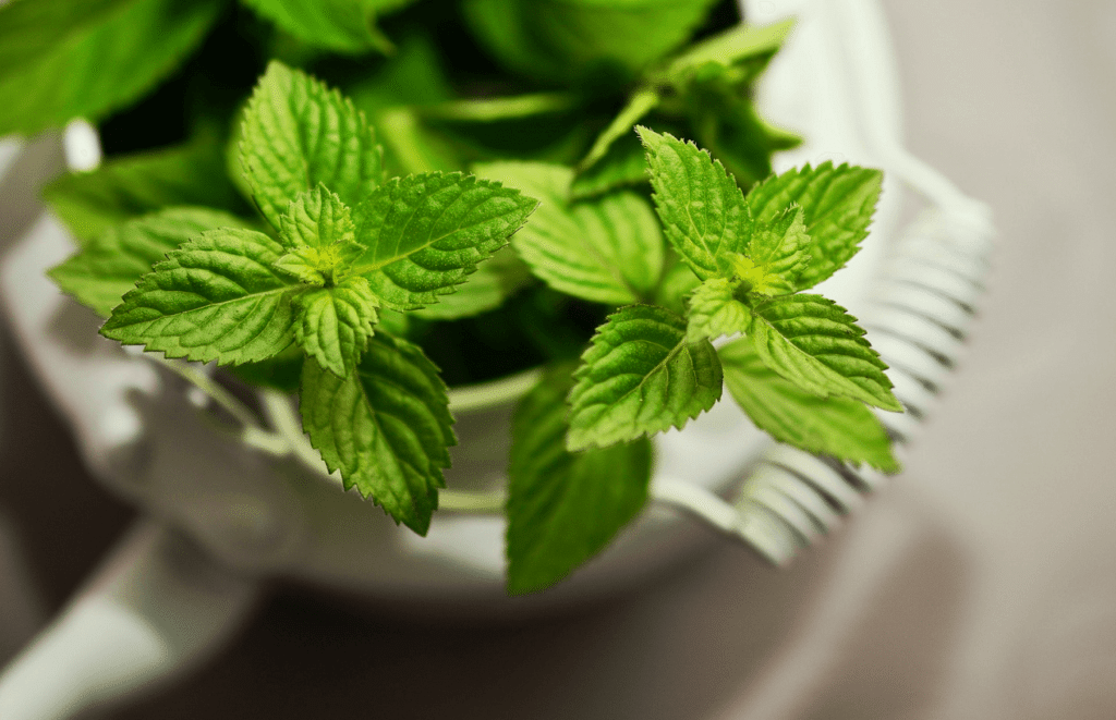 health benefits of peppermint