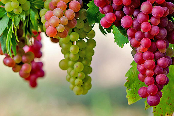 grapes